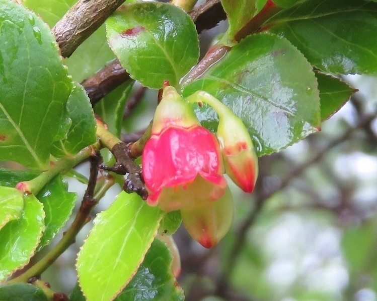 東丹沢５月の花（その５）スノキなど: AYコーナー山ブログNO２