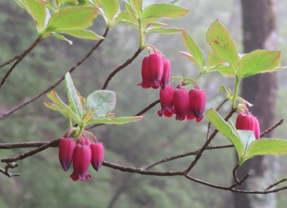 箱根ツリガネツツジ ヨウラクツツジ 壺型良 鈴虫草 山野草 野生ラン - ガーデニング