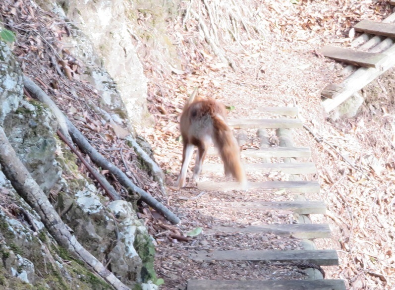 野山の狐 旭山動物園】スヤスヤしながらぺろぺろぺろっ🦊❄️ほぼ夏色の