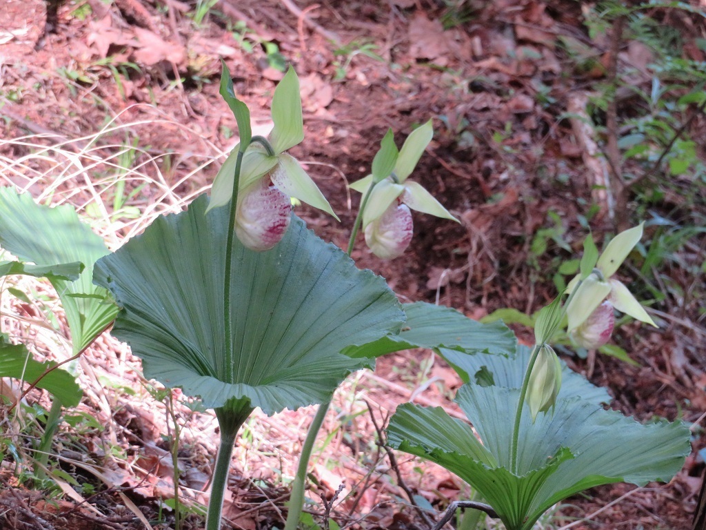 赤花クマガイソウ 青森下北産 葉芽1芽当たり芽1芽 【公式通販】