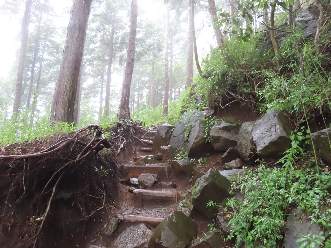 箱根 夏の花咲く金時山 2024年7月15日: AYコーナー山ブログNO2