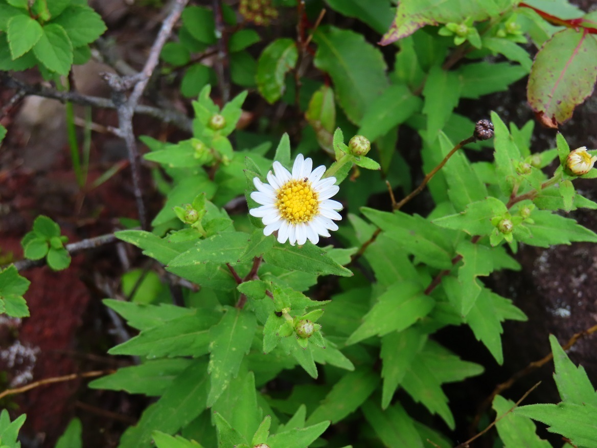 箱根 夏の花咲く金時山 2024年7月15日: AYコーナー山ブログNO2