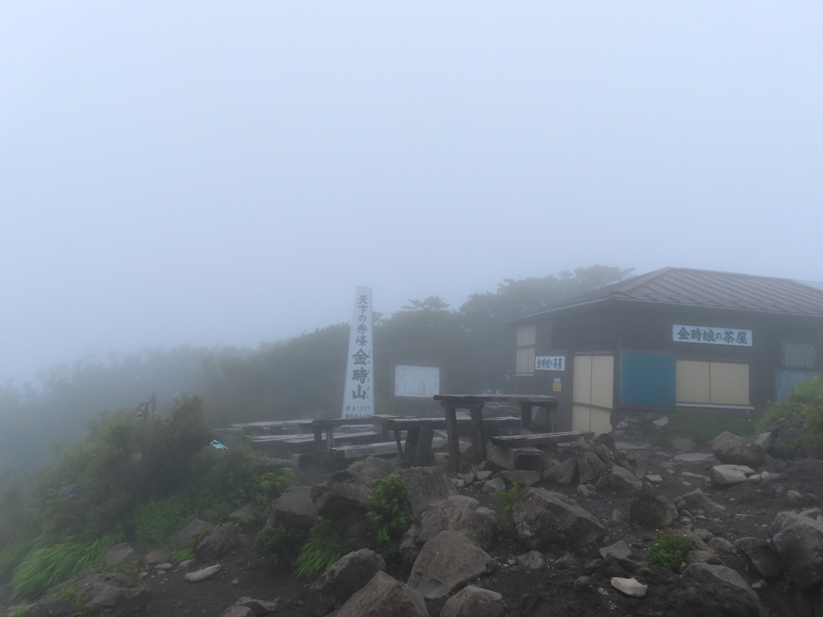 箱根 夏の花咲く金時山 2024年7月15日: AYコーナー山ブログNO2