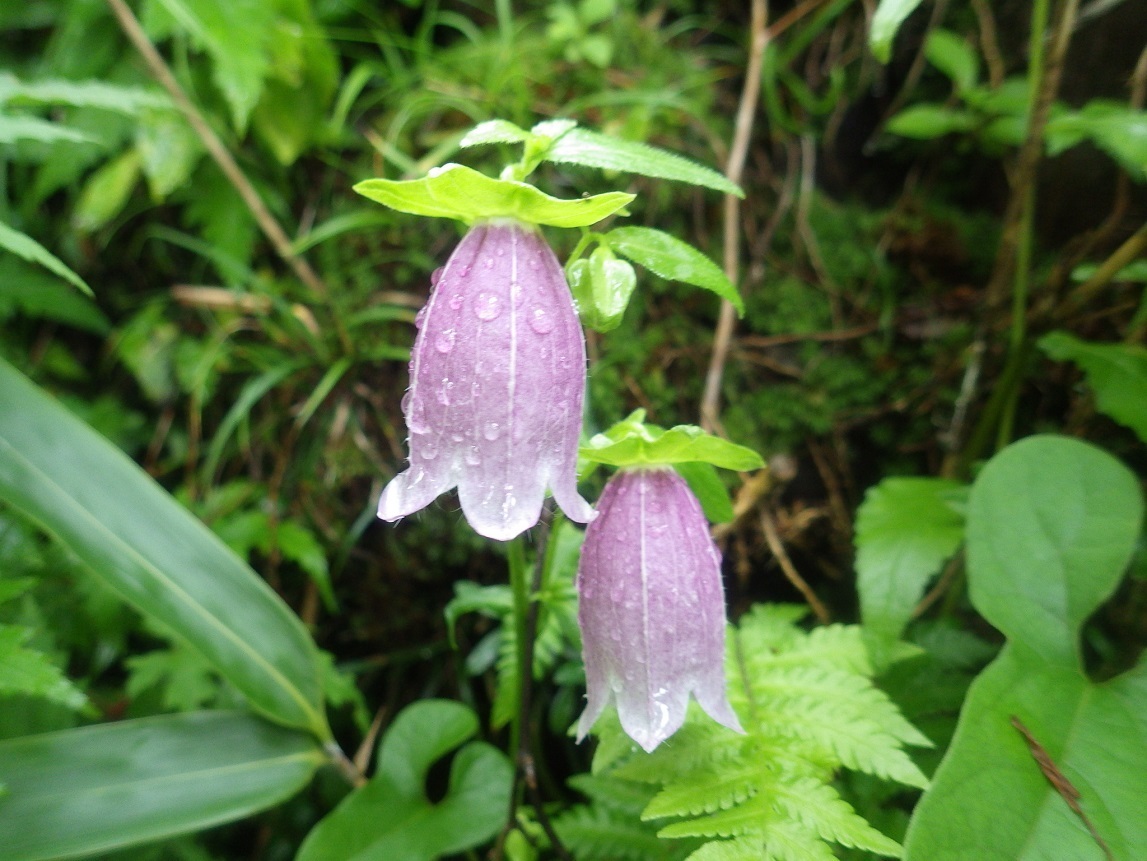 金時山の6月の花たち..!!「二色空木・山躑躅・衝羽根空木・小米